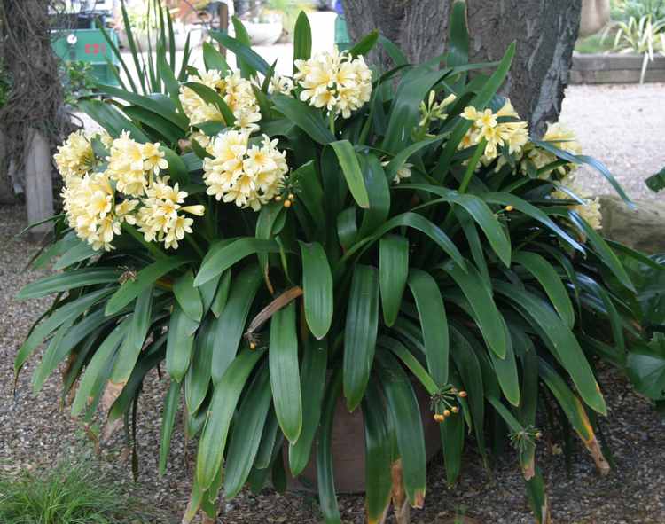 Image of Clivia miniata 'Lemon Chiffon'